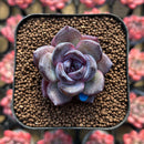 Echeveria 'Odette' 1" Succulent Plant Cutting