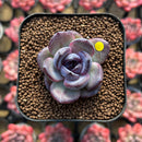 Echeveria 'Odette' 1" Succulent Plant Cutting
