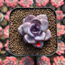 Echeveria 'Odette' 1" Succulent Plant Cutting
