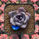 Echeveria 'Odette' 1" Succulent Plant Cutting