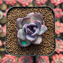 Echeveria 'Odette' 1" Succulent Plant Cutting