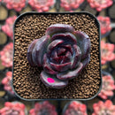 Echeveria 'Black Wine' 1" Succulent Plant Cutting