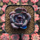Echeveria 'Black Wine' 1" Succulent Plant Cutting
