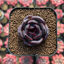 Echeveria 'Black Wine' 1" Succulent Plant Cutting