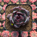 Echeveria 'Black Wine' 1" Succulent Plant Cutting