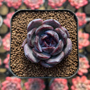 Echeveria 'Black Wine' 1" Succulent Plant Cutting