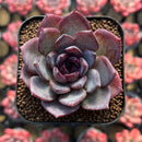 Echeveria 'Black Racoon' Wide Leaf 1"-2" Flower Village Hybrid Succulent Plant Cutting