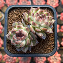 Echeveria 'Black Queen' x 'Albicans' Hybrid 2" Flower Village Hybrid Succulent Plant Cutting