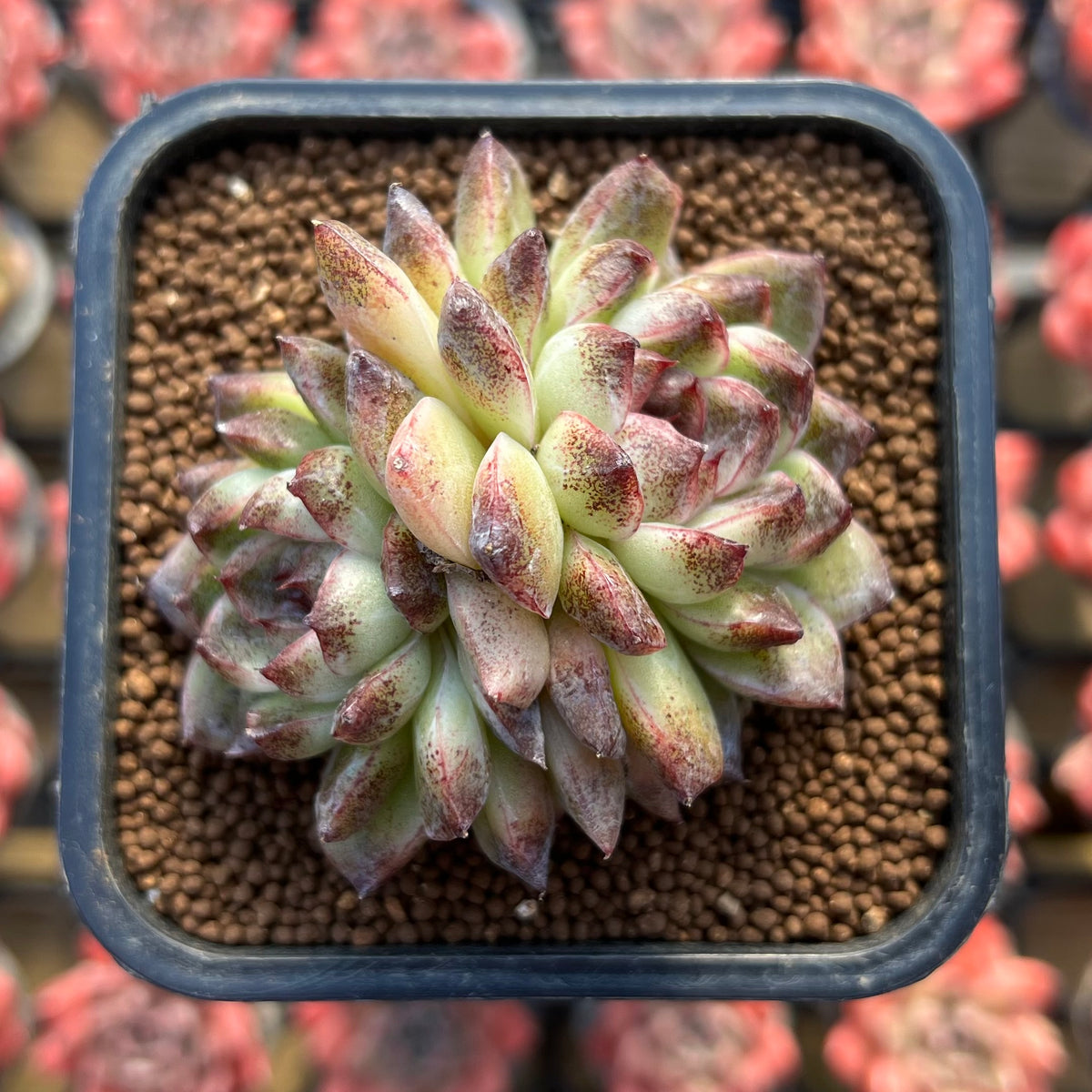 Echeveria 'Black Queen' x 'Albicans' Hybrid 2" Flower Village Hybrid Succulent Plant Cutting