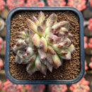 Echeveria 'Black Queen' x 'Albicans' Hybrid 2" Flower Village Hybrid Succulent Plant Cutting