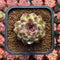 Echeveria 'Black Queen' x 'Albicans' Hybrid 2" Flower Village Hybrid Succulent Plant Cutting