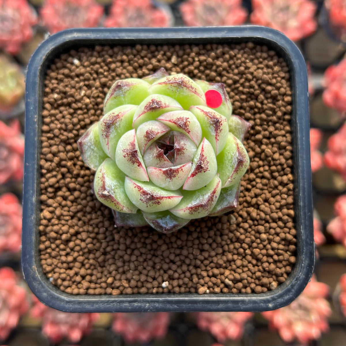 Echeveria 'Black Queen' x 'Albicans' Hybrid 2" Flower Village Hybrid Succulent Plant Cutting