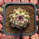Echeveria 'Black Queen' x 'Albicans' Hybrid 2" Flower Village Hybrid Succulent Plant Cutting