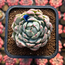 Echeveria Agavoides 'Queen Maria' Variegated 2" Succulent Plant Cutting