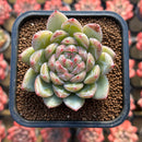 Echeveria 'Snow White' 2" Flower Village Hybrid Succulent Plant Cutting