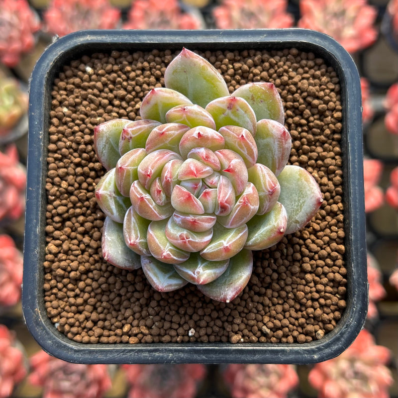 snow white succulent Echeveria 'Snow White' 2" Flower Village Hybrid Succulent Plant Cuttin –  True Succulents Plant Co