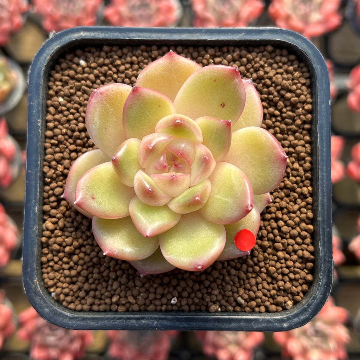 Echeveria 'Vivienne' 1" New Flower Village Original Hybrid Succulent Plant Cutting