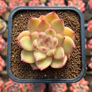 Echeveria 'Vivienne' 1" New Flower Village Original Hybrid Succulent Plant Cutting