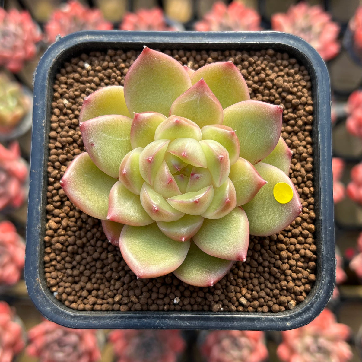 Echeveria 'Vivienne' 1" New Flower Village Original Hybrid Succulent Plant Cutting
