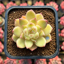 Echeveria 'Vivienne' 1" New Flower Village Original Hybrid Succulent Plant Cutting