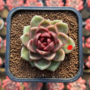 Echeveria 'Dong-un' Hybrid x 'Black Queen' Hybrid Type A 2" Flower Village Hybrid Succulent Plant Cutting