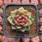 Echeveria 'Dong-un' Hybrid x 'Black Queen' Hybrid Type A 2" Flower Village Hybrid Succulent Plant Cutting