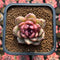 Echeveria 'Dong-un' Hybrid x 'Black Queen' Hybrid Type B 2" Flower Village Hybrid Succulent Plant Cutting