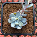 Jeronimoa Cuicatecana 2"-3" Succulent Plant Cutting