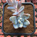 Jeronimoa Cuicatecana 2"-3" Succulent Plant Cutting