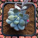 Jeronimoa Cuicatecana 2"-3" Succulent Plant Cutting