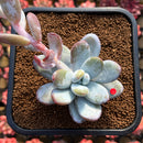 Jeronimoa Cuicatecana 2"-3" Succulent Plant Cutting