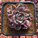 Echeveria 'Beyonce' Variegated 3" Succulent Plant Cutting