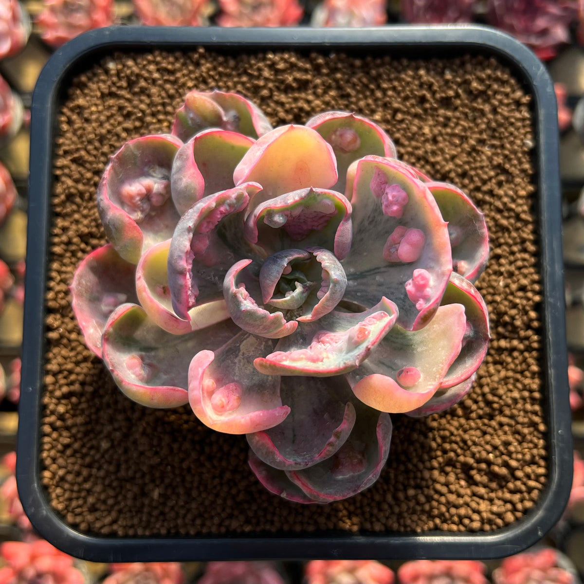 Echeveria 'Beyonce' Variegated 3" Succulent Plant Cutting