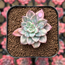 Echeveria 'Green Emerald' Variegated 1" Succulent Plant Cutting