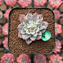 Echeveria 'Green Emerald' Variegated 1" Succulent Plant Cutting