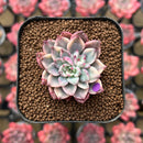 Echeveria 'Green Emerald' Variegated 1" Succulent Plant Cutting