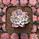 Echeveria 'Green Emerald' Variegated 1" Succulent Plant Cutting