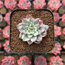 Echeveria 'Green Emerald' Variegated 1" Succulent Plant Cutting