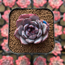 Echeveria 'Black Racoon' Wide Leaf 1"-2" Flower Village Hybrid Succulent Plant Cutting