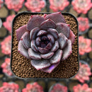 Echeveria 'Black Racoon' Wide Leaf 1"-2" Flower Village Hybrid Succulent Plant Cutting