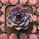 Echeveria 'Black Racoon' Wide Leaf 1"-2" Flower Village Hybrid Succulent Plant Cutting