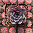 Echeveria 'Black Racoon' Wide Leaf 1"-2" Flower Village Hybrid Succulent Plant Cutting