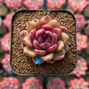 Echeveria 'Dong-un' Hybrid x 'Black Queen' Hybrid Type B 2" Flower Village Hybrid Succulent Plant Cutting