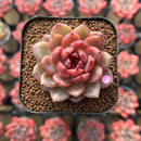 Echeveria 'Dong-un' Hybrid x 'Black Queen' Hybrid Type B 2" Flower Village Hybrid Succulent Plant Cutting