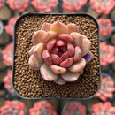 Echeveria 'Dong-un' Hybrid x 'Black Queen' Hybrid Type B 2" Flower Village Hybrid Succulent Plant Cutting