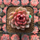 Echeveria 'Dong-un' Hybrid x 'Black Queen' Hybrid Type B 2" Flower Village Hybrid Succulent Plant Cutting