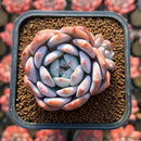 Echeveria 'Hosikage' 2" Succulent Plant