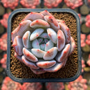 Echeveria 'Hosikage' 2" Succulent Plant