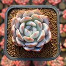 Echeveria 'Hosikage' 2" Succulent Plant