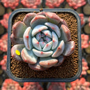 Echeveria 'Orange Monroe' 2" Succulent Plant
